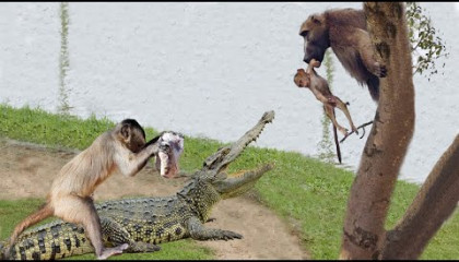 So Bad! Mother Monkey try save the baby from Crocodile hunts but failed