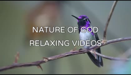 trending Beautiful Birds Video With Music Bird  Bird And B