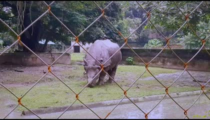 गैंडा मूवमेंट कोलकाता प्राणी उद्यान अलीपुर    Gainda moovment in zoo