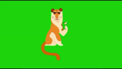 Lion happy green screen video