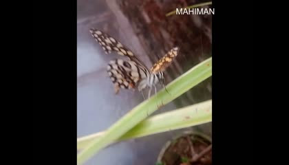 Real beautiful butterfly video