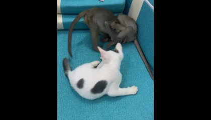 Monkey baby and dog playing