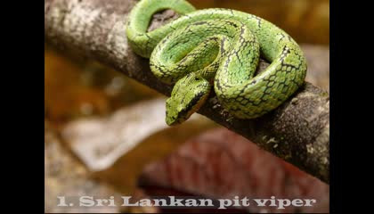 10 Most Beautiful Snakes In The World  ये हैं दुनिया के सबसे खूबसूरत सांप