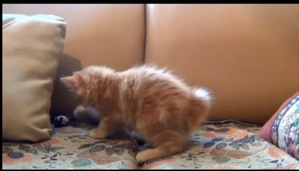 cute cat 😺 funny cat funny cat video