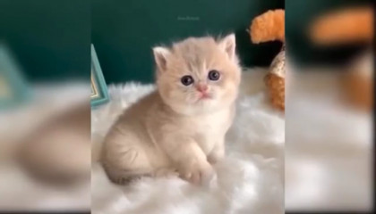 Funny Baby Cats  Animals Video...
