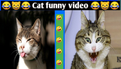 😂😂😂Cat Funny Video-2। animal funny video। comedy cat video। cute cat video।