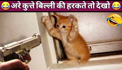 Funny video animal। crimi king channel video। cute cat video। dogi funny video।