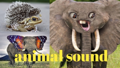 animals sound kids