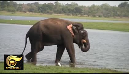 elephant bathing at the river