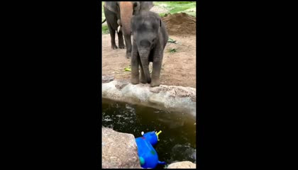 elephant playing video