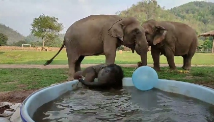 baby elephant playing the water