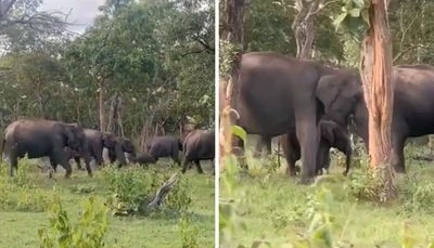 Nity singh, elephants playing video,