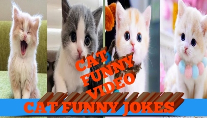 Cat Funny Video/Cat Funny Video Shorts/ 🐱 funny baby