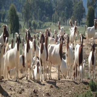 LEARN GOAT FARMING-ANNUAL CEREAL FODDER-AFRICAN TALL MAIZE CULTIVATION- PART 13