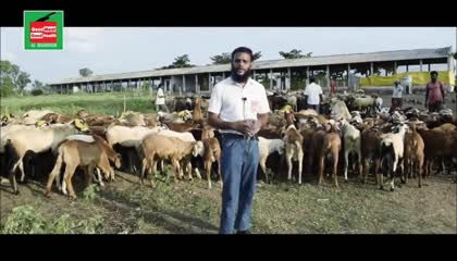 INDIA'S SUCCESSFUL SHEEP & GOAT FARM N BEST MEAT MART: