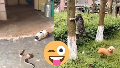 Funny Animals Videos compilation 🐕🐕 Funny Cats and Dogs Videos 🐕 🐺
