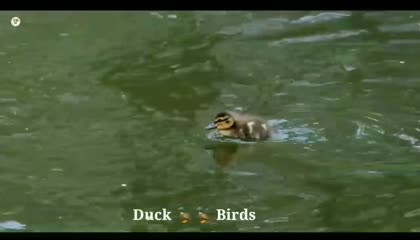 fishing Bird Duck  4k ultra hd video