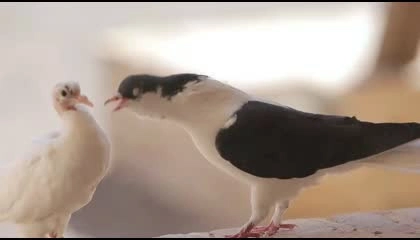 Beautiful Amazing Wildlife Bird Pegion| 8k ultra Bird Video