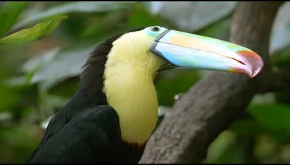Big Dangerous Amazing Wildlife Bird| 8k ultra Bird Video