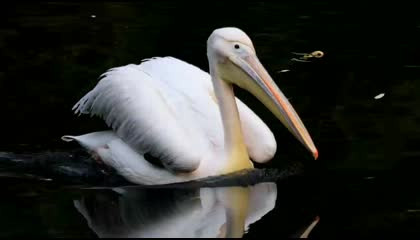 Beautiful Amazing Wildlife water living Bird| 8k ultra Bird Video