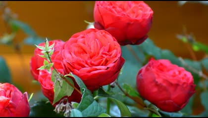 Beautiful and amazing Flower 🌹🌹 Rose  8k ultra Video