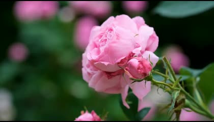 Beautiful and amazing Flower 🌹🌹 Rose  8k ultra Video