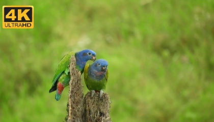 Amazing  Bird wildlife Parrot 4k ultra hd Video