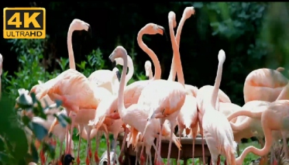 Amazing Fishing Bird Flamingo  4k ultra hd Video