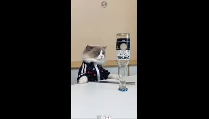 cat cooking video funny😂😂😂🤣🤣