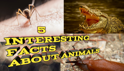 5 INTERESTING FACTS ABOUT ANIMALS 🤔/ english facts