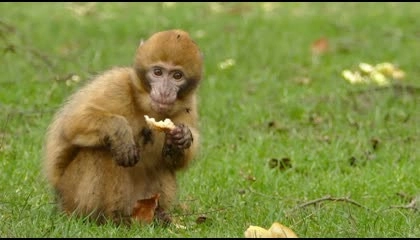 Monkey Eating Food  Monkey Eating Video  Monkey Video