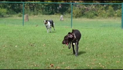 coursing 2023 Greyhound!dog race  coursing  racing