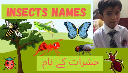 Names of Insects  15 Types of Insects for Children l keron ke naam l کیڑے مکوڑے