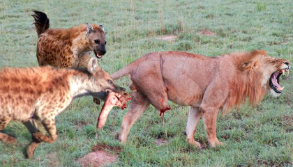 The Lion's Leg Was Bitten Off By Hyena During A Fierce Confrontation Over Food -