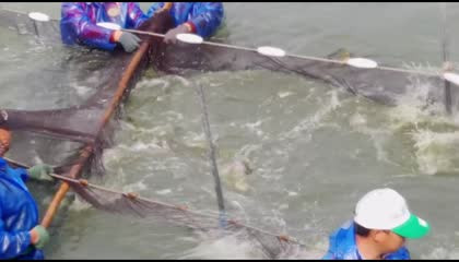 Chinese Fishing Cutting Cooking 4 / RJP Meat Fish