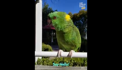 parrot funny conversation