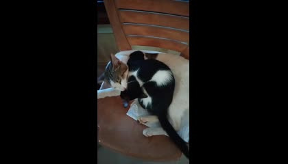 Cute Cat Status Video