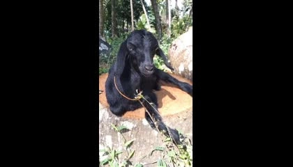 Cute Black Goat Video