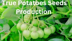 True Potato Seeds Production