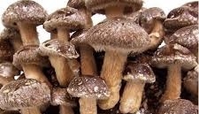 Shiitake Mushroom Production