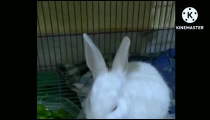 Rabbit 🐇 Eating time 🤣🤣 "Ashok Animals Rabbit Lover". rabbit videos  funny