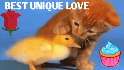 The unique priceless love of a kitten to a Baby 🍼🐥 🦆 Duck