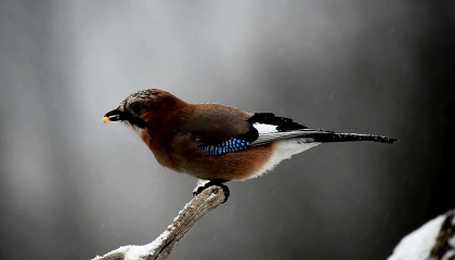 Watch beautiful bird feeding and eating