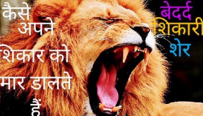 lion 🦁 hunting  शेर का। शिकार