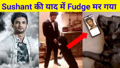 Sushant सिंह राजपूत का कुत्ता मर गया , Ssr Dog Fudge Death
