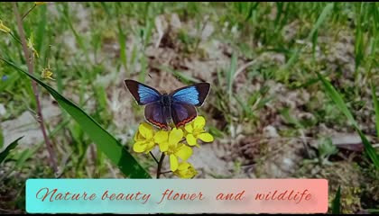 beauty fresh flowers and wildlife