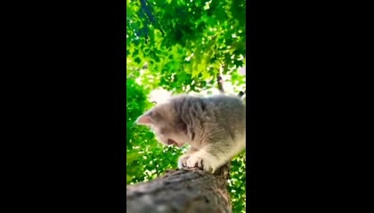 cute cat kitten video