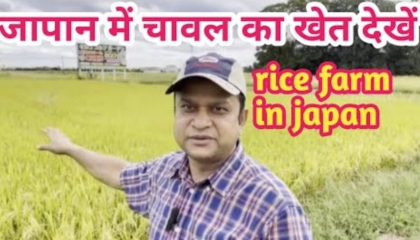 Japanese rice farm  indian in japan