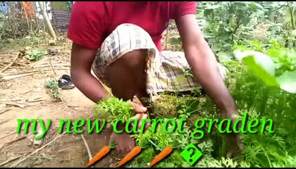 my home carrot farmar2023 ???????