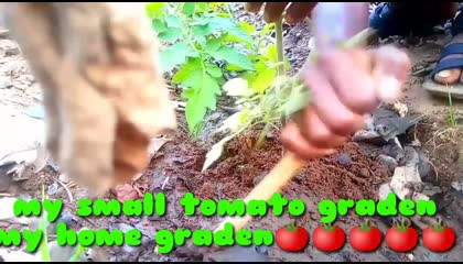 new video my home desi tomato farmar 2023🍅🍅